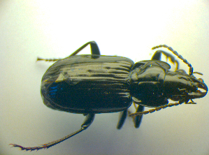  (Pterostichus aterrimus - BCZSM_COLA_00796)  @13 [ ] CreativeCommons - Attribution Non-Commercial Share-Alike (2010) SNSB, Zoologische Staatssammlung Muenchen SNSB, Zoologische Staatssammlung Muenchen