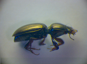 ( - BCZSM_COLA_00819)  @12 [ ] CreativeCommons - Attribution Non-Commercial Share-Alike (2010) SNSB, Zoologische Staatssammlung Muenchen SNSB, Zoologische Staatssammlung Muenchen