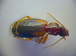  (Cymindis macularis - BCZSM_COLA_00834)  @13 [ ] CreativeCommons - Attribution Non-Commercial Share-Alike (2010) SNSB, Zoologische Staatssammlung Muenchen SNSB, Zoologische Staatssammlung Muenchen