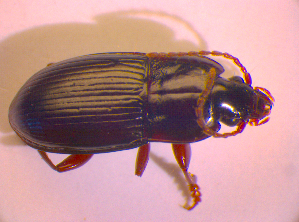  ( - BC ZSM COL 02385)  @11 [ ] CreativeCommons - Attribution Non-Commercial Share-Alike (2010) SNSB, Zoologische Staatssammlung Muenchen SNSB, Zoologische Staatssammlung Muenchen