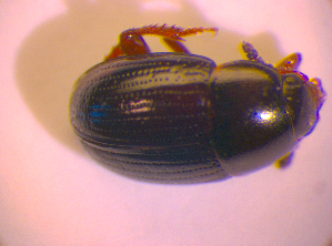  ( - BC ZSM COL 02397)  @12 [ ] CreativeCommons - Attribution Non-Commercial Share-Alike (2010) SNSB, Zoologische Staatssammlung Muenchen SNSB, Zoologische Staatssammlung Muenchen