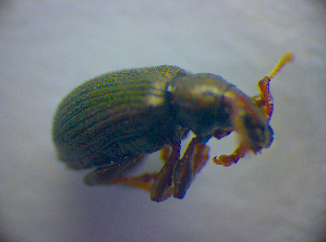  ( - BC ZSM COL 02766)  @12 [ ] CreativeCommons - Attribution Non-Commercial Share-Alike (2012) SNSB, Zoologische Staatssammlung Muenchen SNSB, Zoologische Staatssammlung Muenchen