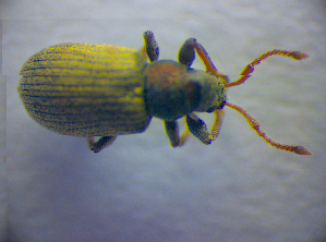  ( - BC ZSM COL 02767)  @13 [ ] CreativeCommons - Attribution Non-Commercial Share-Alike (2012) SNSB, Zoologische Staatssammlung Muenchen SNSB, Zoologische Staatssammlung Muenchen