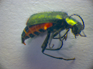  ( - BC ZSM COL 02776)  @12 [ ] CreativeCommons - Attribution Non-Commercial Share-Alike (2012) SNSB, Zoologische Staatssammlung Muenchen SNSB, Zoologische Staatssammlung Muenchen