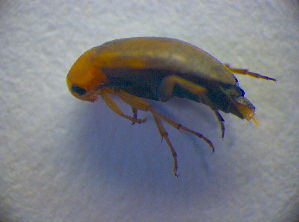  ( - BC ZSM COL 02817)  @12 [ ] CreativeCommons - Attribution Non-Commercial Share-Alike (2012) SNSB, Zoologische Staatssammlung Muenchen SNSB, Zoologische Staatssammlung Muenchen