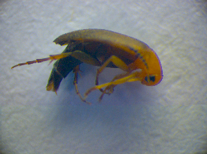  ( - BC ZSM COL 02818)  @12 [ ] CreativeCommons - Attribution Non-Commercial Share-Alike (2012) SNSB, Zoologische Staatssammlung Muenchen SNSB, Zoologische Staatssammlung Muenchen