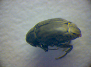  ( - BC ZSM COL 02822)  @12 [ ] CreativeCommons - Attribution Non-Commercial Share-Alike (2012) SNSB, Zoologische Staatssammlung Muenchen SNSB, Zoologische Staatssammlung Muenchen