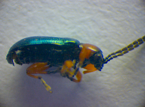  ( - BC ZSM COL 02825)  @12 [ ] CreativeCommons - Attribution Non-Commercial Share-Alike (2012) SNSB, Zoologische Staatssammlung Muenchen SNSB, Zoologische Staatssammlung Muenchen