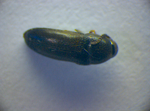  ( - BC ZSM COL 02827)  @11 [ ] CreativeCommons - Attribution Non-Commercial Share-Alike (2012) SNSB, Zoologische Staatssammlung Muenchen SNSB, Zoologische Staatssammlung Muenchen
