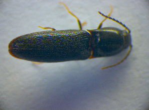  ( - BC ZSM COL 02828)  @12 [ ] CreativeCommons - Attribution Non-Commercial Share-Alike (2012) SNSB, Zoologische Staatssammlung Muenchen SNSB, Zoologische Staatssammlung Muenchen