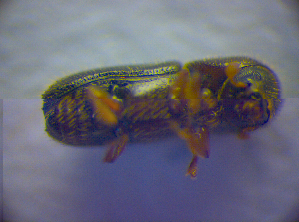  ( - BC ZSM COL 02842)  @12 [ ] CreativeCommons - Attribution Non-Commercial Share-Alike (2012) SNSB, Zoologische Staatssammlung Muenchen SNSB, Zoologische Staatssammlung Muenchen