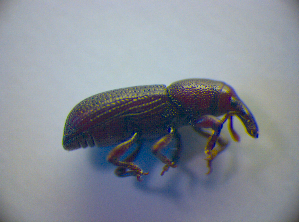  ( - BFB_Col_FK_2874)  @11 [ ] CreativeCommons - Attribution Non-Commercial Share-Alike (2012) SNSB, Zoologische Staatssammlung Muenchen SNSB, Zoologische Staatssammlung Muenchen