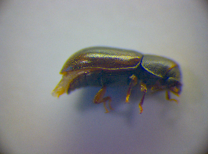  (Orthocis linearis - BFB_Col_FK_2893)  @12 [ ] CreativeCommons - Attribution Non-Commercial Share-Alike (2012) SNSB, Zoologische Staatssammlung Muenchen SNSB, Zoologische Staatssammlung Muenchen