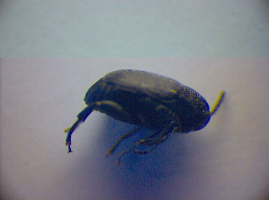  ( - BC ZSM COL 02982)  @12 [ ] CreativeCommons - Attribution Non-Commercial Share-Alike (2012) SNSB, Zoologische Staatssammlung Muenchen SNSB, Zoologische Staatssammlung Muenchen