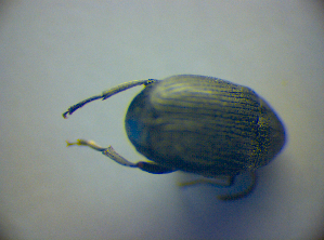  ( - BC ZSM COL 03011)  @11 [ ] CreativeCommons - Attribution Non-Commercial Share-Alike (2012) SNSB, Zoologische Staatssammlung Muenchen SNSB, Zoologische Staatssammlung Muenchen