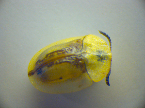  ( - BC ZSM COL 03027)  @13 [ ] CreativeCommons - Attribution Non-Commercial Share-Alike (2012) SNSB, Zoologische Staatssammlung Muenchen SNSB, Zoologische Staatssammlung Muenchen