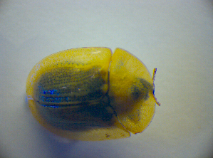  ( - BC ZSM COL 03028)  @12 [ ] CreativeCommons - Attribution Non-Commercial Share-Alike (2012) SNSB, Zoologische Staatssammlung Muenchen SNSB, Zoologische Staatssammlung Muenchen
