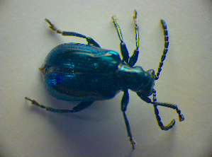  ( - BC ZSM COL 03036)  @12 [ ] CreativeCommons - Attribution Non-Commercial Share-Alike (2012) SNSB, Zoologische Staatssammlung Muenchen SNSB, Zoologische Staatssammlung Muenchen