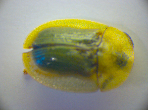  ( - BC ZSM COL 03058)  @12 [ ] CreativeCommons - Attribution Non-Commercial Share-Alike (2012) SNSB, Zoologische Staatssammlung Muenchen SNSB, Zoologische Staatssammlung Muenchen