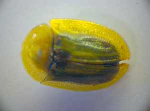  ( - BC ZSM COL 03059)  @12 [ ] CreativeCommons - Attribution Non-Commercial Share-Alike (2012) SNSB, Zoologische Staatssammlung Muenchen SNSB, Zoologische Staatssammlung Muenchen