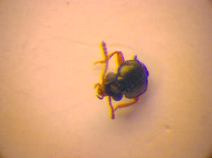  (Eusphalerum anale - BC ZSM COL 02443)  @12 [ ] CreativeCommons - Attribution Non-Commercial Share-Alike (2010) SNSB, Zoologische Staatssammlung Muenchen SNSB, Zoologische Staatssammlung Muenchen