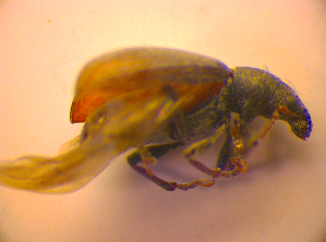  ( - BC ZSM COL 02452)  @12 [ ] CreativeCommons - Attribution Non-Commercial Share-Alike (2010) SNSB, Zoologische Staatssammlung Muenchen SNSB, Zoologische Staatssammlung Muenchen