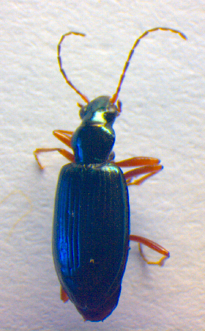  (Bembidion fulvipes - BC ZSM COL 02519)  @12 [ ] CreativeCommons - Attribution Non-Commercial Share-Alike (2010) SNSB, Zoologische Staatssammlung Muenchen SNSB, Zoologische Staatssammlung Muenchen