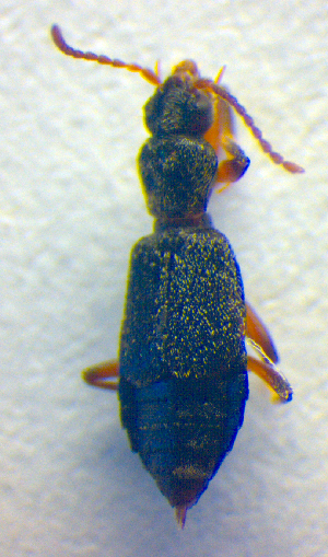  ( - BC ZSM COL 02535)  @12 [ ] CreativeCommons - Attribution Non-Commercial Share-Alike (2010) SNSB, Zoologische Staatssammlung Muenchen SNSB, Zoologische Staatssammlung Muenchen