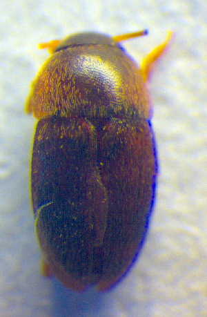  ( - BC ZSM COL 02567)  @12 [ ] CreativeCommons - Attribution Non-Commercial Share-Alike (2010) SNSB, Zoologische Staatssammlung Muenchen SNSB, Zoologische Staatssammlung Muenchen