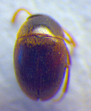  ( - BC ZSM COL 02568)  @12 [ ] CreativeCommons - Attribution Non-Commercial Share-Alike (2010) SNSB, Zoologische Staatssammlung Muenchen SNSB, Zoologische Staatssammlung Muenchen