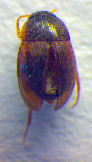  ( - BC ZSM COL 02569)  @12 [ ] CreativeCommons - Attribution Non-Commercial Share-Alike (2010) SNSB, Zoologische Staatssammlung Muenchen SNSB, Zoologische Staatssammlung Muenchen