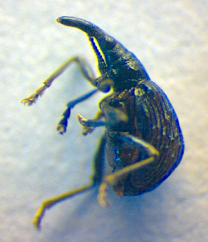  ( - BC ZSM COL 02647)  @12 [ ] CreativeCommons - Attribution Non-Commercial Share-Alike (2010) SNSB, Zoologische Staatssammlung Muenchen SNSB, Zoologische Staatssammlung Muenchen