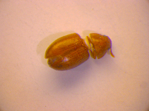  ( - BC ZSM COL 02662)  @12 [ ] CreativeCommons - Attribution Non-Commercial Share-Alike (2010) SNSB, Zoologische Staatssammlung Muenchen SNSB, Zoologische Staatssammlung Muenchen