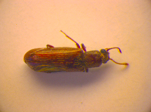  ( - BC ZSM COL 02680)  @11 [ ] CreativeCommons - Attribution Non-Commercial Share-Alike (2010) SNSB, Zoologische Staatssammlung Muenchen SNSB, Zoologische Staatssammlung Muenchen