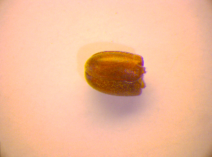  ( - BC ZSM COL 02695)  @12 [ ] CreativeCommons - Attribution Non-Commercial Share-Alike (2010) SNSB, Zoologische Staatssammlung Muenchen SNSB, Zoologische Staatssammlung Muenchen