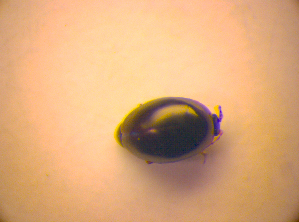  ( - BC ZSM COL 03231)  @12 [ ] CreativeCommons - Attribution Non-Commercial Share-Alike (2010) SNSB, Zoologische Staatssammlung Muenchen SNSB, Zoologische Staatssammlung Muenchen