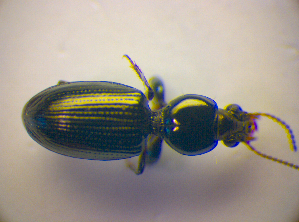  ( - BC ZSM COL 03297)  @11 [ ] CreativeCommons - Attribution Non-Commercial Share-Alike (2010) SNSB, Zoologische Staatssammlung Muenchen SNSB, Zoologische Staatssammlung Muenchen