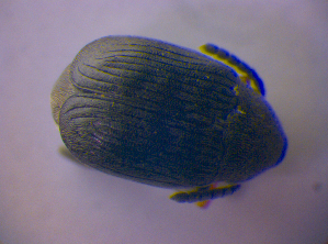  ( - BFB_Col_FK_4004)  @13 [ ] CreativeCommons - Attribution Non-Commercial Share-Alike (2012) SNSB, Zoologische Staatssammlung Muenchen SNSB, Zoologische Staatssammlung Muenchen