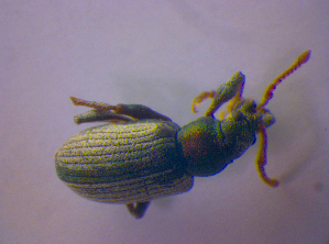  ( - BFB_Col_FK_4081)  @12 [ ] CreativeCommons - Attribution Non-Commercial Share-Alike (2012) SNSB, Zoologische Staatssammlung Muenchen SNSB, Zoologische Staatssammlung Muenchen