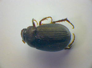  ( - BFB_Col_FK_3391)  @11 [ ] CreativeCommons - Attribution Non-Commercial Share-Alike (2012) SNSB, Zoologische Staatssammlung Muenchen SNSB, Zoologische Staatssammlung Muenchen