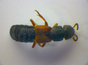  ( - BFB_Col_FK_3391)  @11 [ ] CreativeCommons - Attribution Non-Commercial Share-Alike (2012) SNSB, Zoologische Staatssammlung Muenchen SNSB, Zoologische Staatssammlung Muenchen