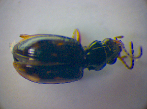  (Bembidion octomaculatum - BFB_Col_FK_3535)  @12 [ ] CreativeCommons - Attribution Non-Commercial Share-Alike (2010) SNSB, Zoologische Staatssammlung Muenchen SNSB, Zoologische Staatssammlung Muenchen