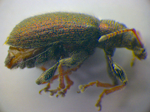  ( - BFB_Col_FK_3634)  @12 [ ] CreativeCommons - Attribution Non-Commercial Share-Alike (2012) SNSB, Zoologische Staatssammlung Muenchen SNSB, Zoologische Staatssammlung Muenchen