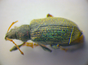  (Phyllobius betulinus - BFB_Col_FK_3635)  @13 [ ] CreativeCommons - Attribution Non-Commercial Share-Alike (2012) SNSB, Zoologische Staatssammlung Muenchen SNSB, Zoologische Staatssammlung Muenchen