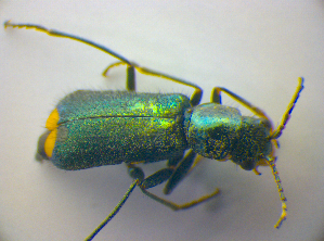  (Clanoptilus elegans - BFB_Col_FK_3653)  @13 [ ] CreativeCommons - Attribution Non-Commercial Share-Alike (2012) SNSB, Zoologische Staatssammlung Muenchen SNSB, Zoologische Staatssammlung Muenchen