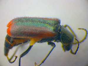  (Malachius rubidus - BFB_Col_FK_3657)  @13 [ ] CreativeCommons - Attribution Non-Commercial Share-Alike (2012) SNSB, Zoologische Staatssammlung Muenchen SNSB, Zoologische Staatssammlung Muenchen