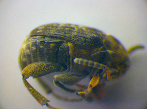  ( - BFB_Col_FK_3658)  @13 [ ] CreativeCommons - Attribution Non-Commercial Share-Alike (2012) SNSB, Zoologische Staatssammlung Muenchen SNSB, Zoologische Staatssammlung Muenchen