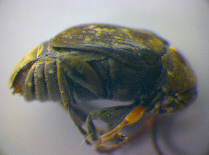  (Bruchus rufimanus - BFB_Col_FK_3659)  @13 [ ] CreativeCommons - Attribution Non-Commercial Share-Alike (2012) SNSB, Zoologische Staatssammlung Muenchen SNSB, Zoologische Staatssammlung Muenchen