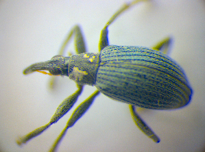  (Eutrichapion vorax - BFB_Col_FK_3699)  @13 [ ] CreativeCommons - Attribution Non-Commercial Share-Alike (2012) SNSB, Zoologische Staatssammlung Muenchen SNSB, Zoologische Staatssammlung Muenchen