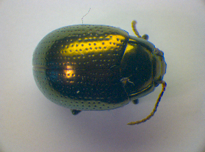  (Chrysolina oricalcia - BFB_Col_FK_3902)  @14 [ ] CreativeCommons - Attribution Non-Commercial Share-Alike (2012) SNSB, Zoologische Staatssammlung Muenchen SNSB, Zoologische Staatssammlung Muenchen